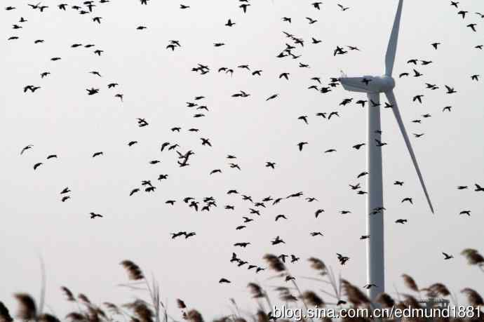 崇明东滩湿地公园观鸟记