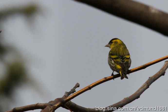 初哥守株待兔之收获