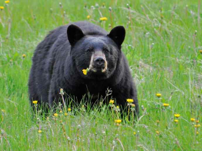 盘点十二大著名食蚁动物：懒熊