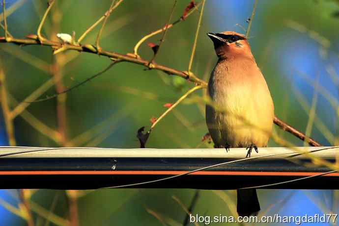 雪松太平鸟（8）