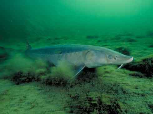 鱼类活化石：中华鲟