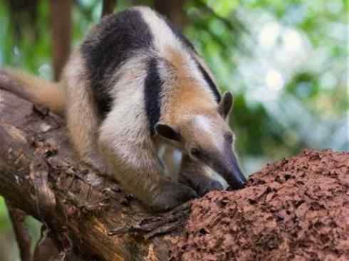 盘点十二大著名食蚁动物:食蚁兽 盘点十二大著名食蚁动物:食蚁兽