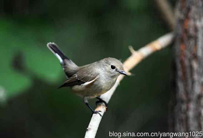 红喉姬鹟(20) 红喉姬鹟(20)