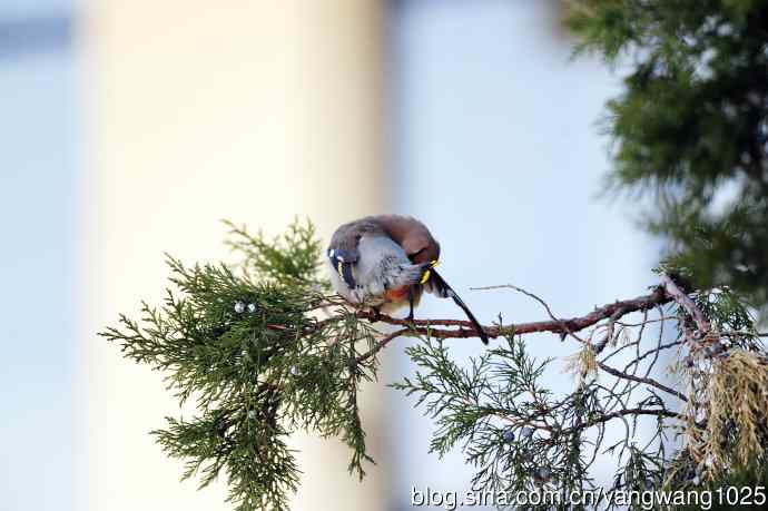 美吗?（太平鸟梳理篇）2