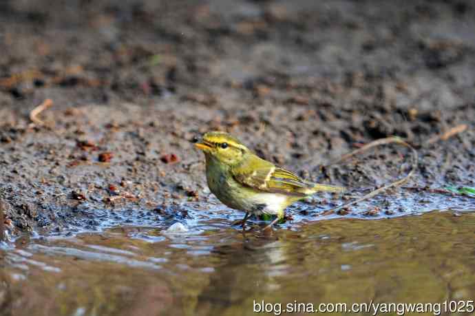 黄腰柳莺（19）