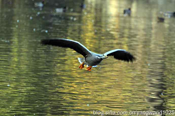 杂片(抓拍) 杂片(抓拍)