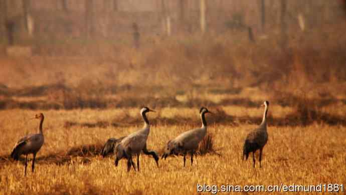 野外的珍禽丹顶鹤-穷人大炮及望远镜拍摄