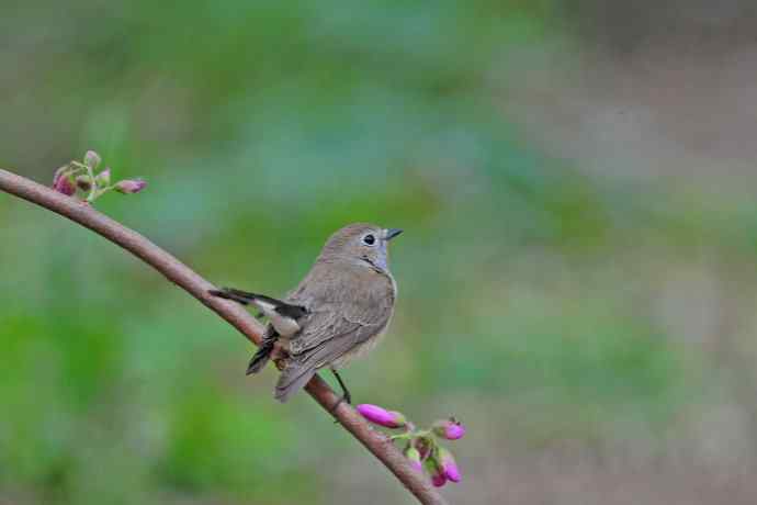 雄性红喉姬鹟（13）