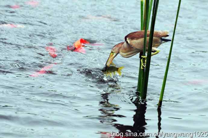 黄苇鳽捕鱼片段节选