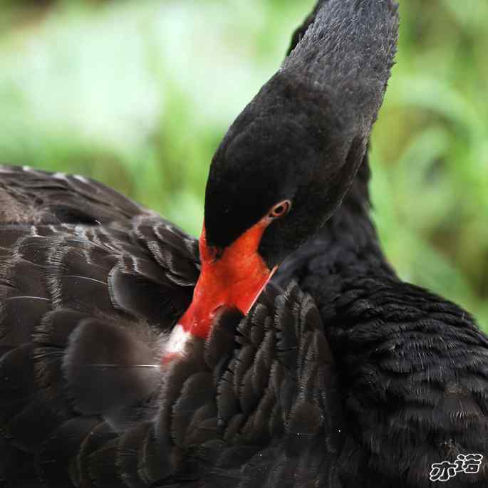 圆明园&nbsp;wbr路&nbsp;wbr黑天鹅梳羽