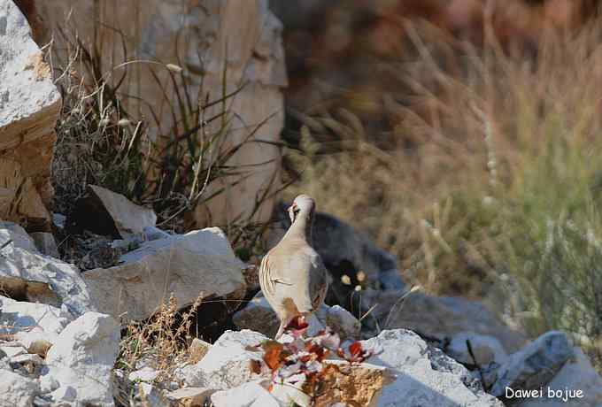 永定河湿地观鸟秋游
