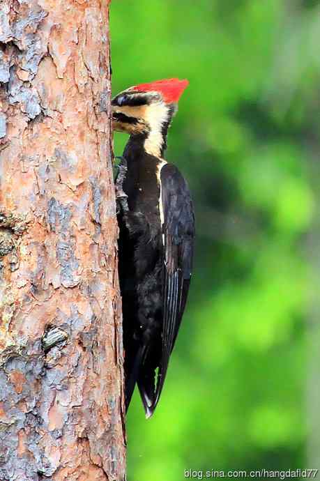红冠啄木鸟（3）