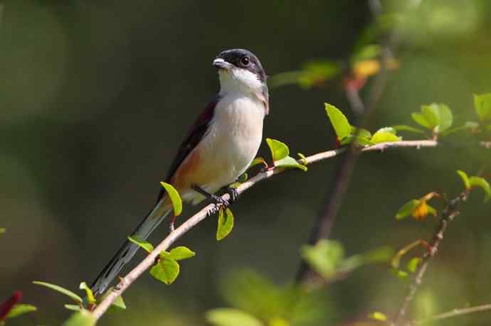 【版纳植物园三日 wbr新收获16种小鸟儿】 【版纳植物园三日 wbr新收获16种小鸟儿】