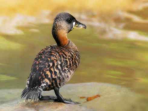 欣赏：美丽的雁鸭