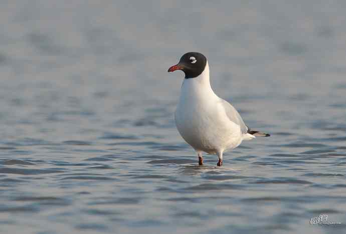 天津大港迁徙的遗鸥