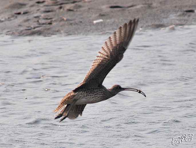 河北乐亭&nbsp;wbr路&nbsp;wbr新进账的鸟儿