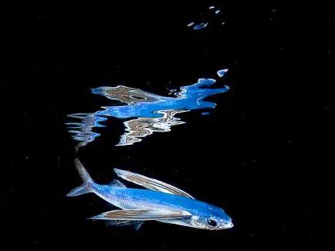 鱼类活化石：齿蝶鱼