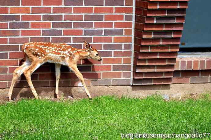 误入校园的小鹿