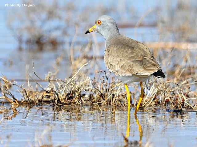 风乍起 wbr吹皱一湖碧水(观赏灰头麦鸡)