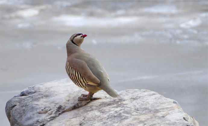 涧底有鸡鸣 wbr石上意踟躇
