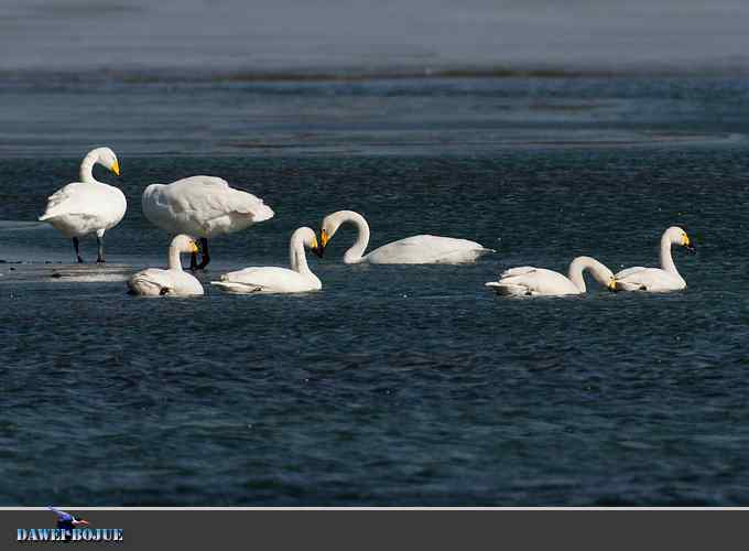 三月到昆明湖看天鹅 三月到昆明湖看天鹅