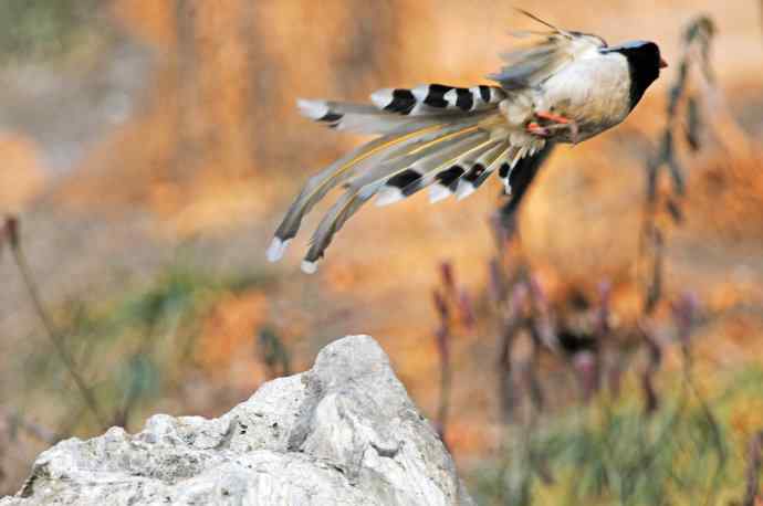 红嘴蓝鹊(13) 红嘴蓝鹊(13)