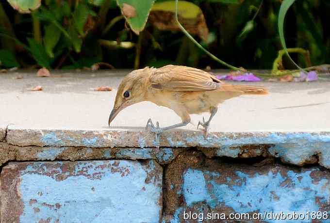 灰斑鸠踩蛋 wbr须浮鸥育雏