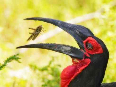 绝色攀禽：佛法僧目