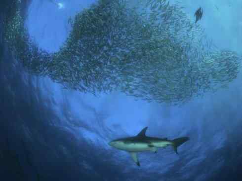 自然奇观：动物大迁徙(沙丁鱼)