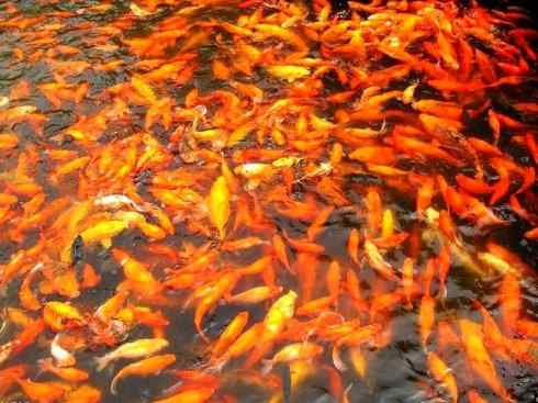 龙：传说的兽原型探秘（鲤鱼）