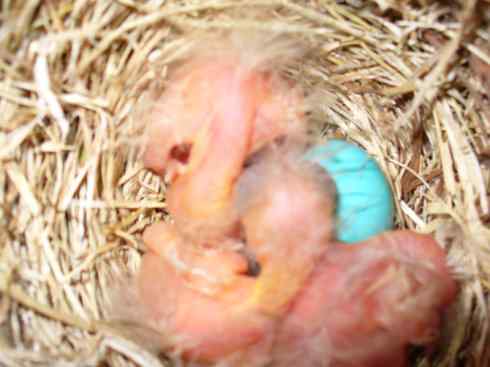 知更鸟（2）：10天之后