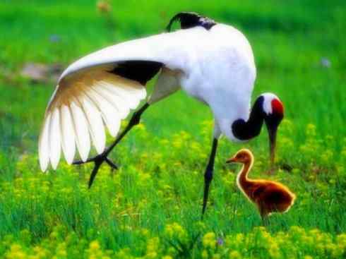 家禽驯化之源之十三（大雁、丹顶鹤）