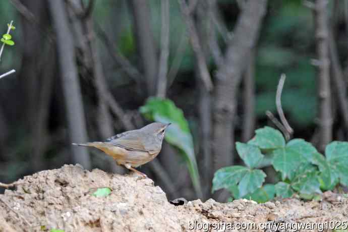 褐柳莺(12) 褐柳莺(12)