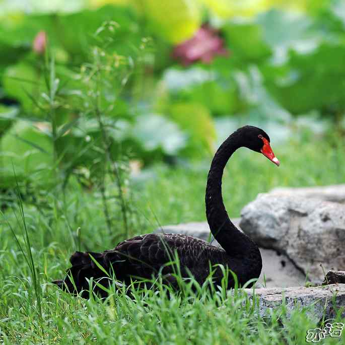 圆明园&nbsp;wbr路&nbsp;wbr黑天鹅梳羽