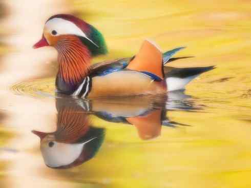 雁鸭之最之二 雁鸭之最之二