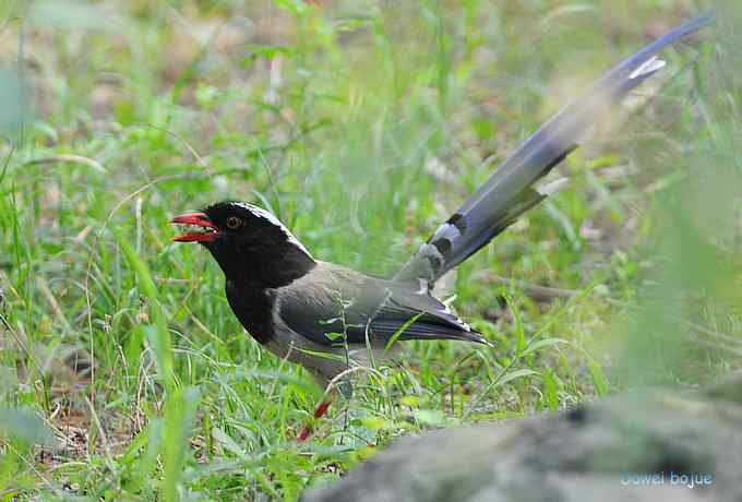 再拍:白眉.紫背和黄鹂 再拍:白眉.紫背和黄鹂