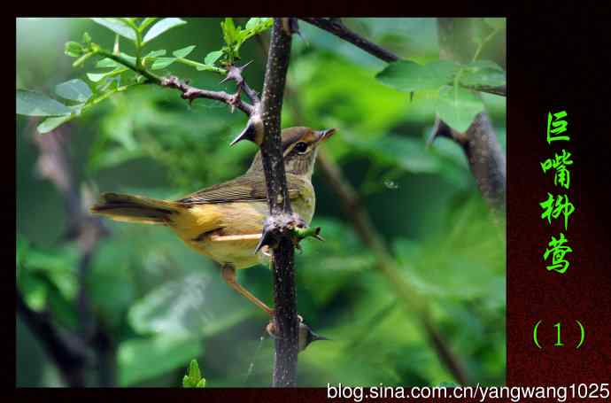 巨嘴柳莺（1）