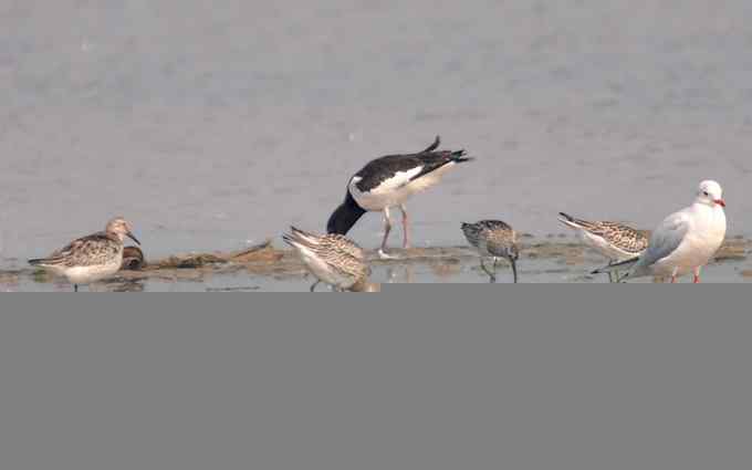 北戴河的红嘴鹬（组图）