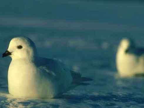 奇特的盔：雪海燕