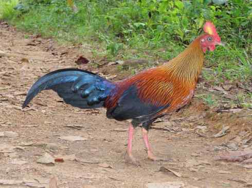 凤凰：传说的鸟原型探秘（原鸡）