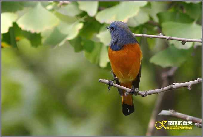 新鸟鈥溊抖詈煳拆垛潯菊掌