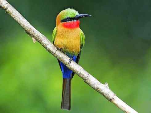 绝色攀禽:佛法僧目之蜂虎4