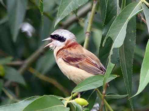 十大鸟类建筑师之二（织布鸟、维达雀）