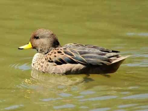 欣赏：美丽的钻水鸭4