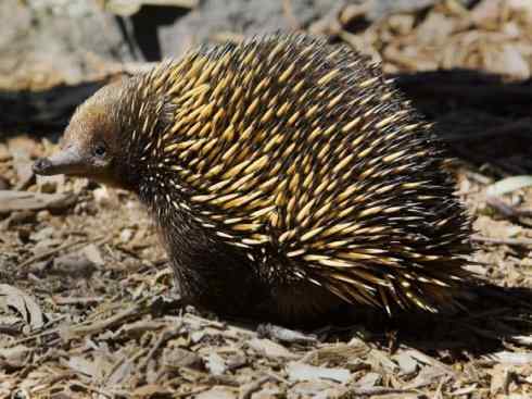 动物世界:山寨还是原创之三 动物世界:山寨还是原创之三