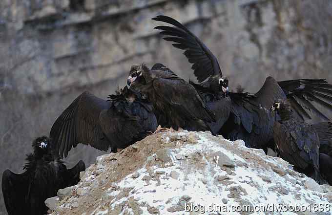 实拍京城雪后秃鹫的生猛大餐