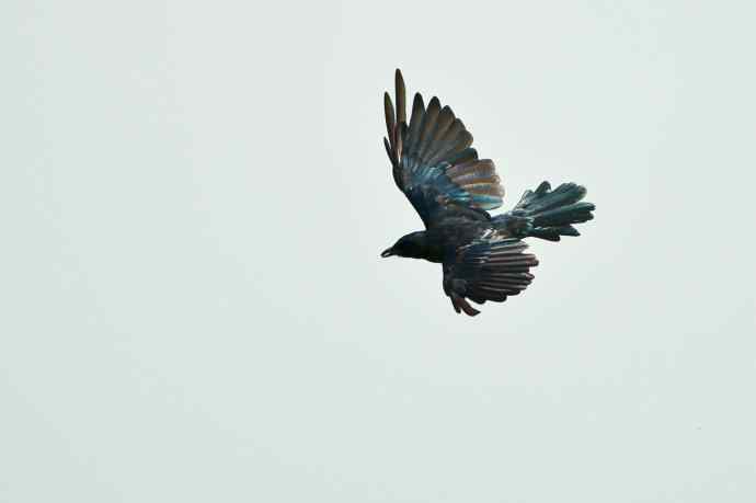 黑卷尾空中抓虫和戏马尾