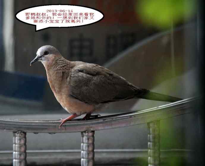 人鸟情未了-闹市十五楼珠颈斑鸠育儿记