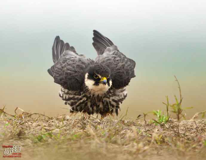 官厅水库&nbsp;wbr路&nbsp;wbr再拍燕隼
