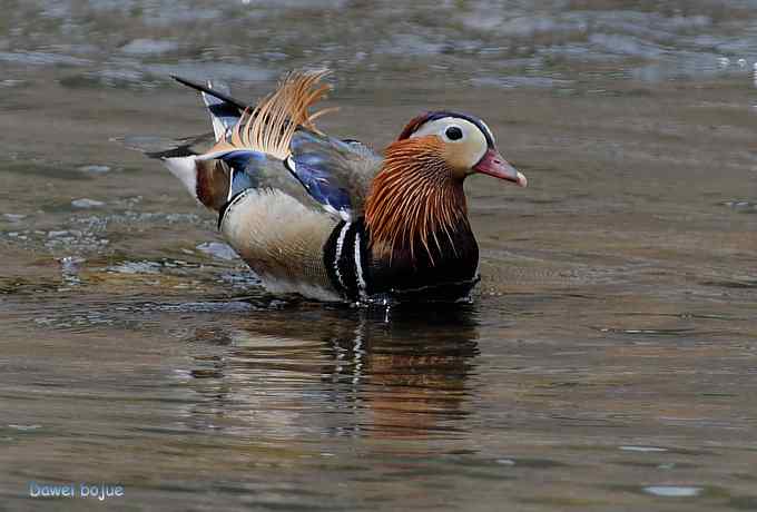 白河六月几只鸟　